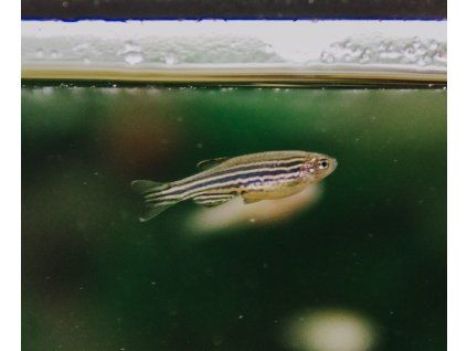 danio rerio danio pruzkovane