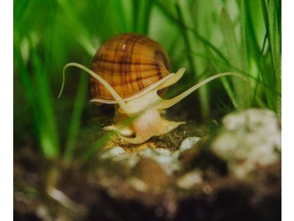 Ampullaria australis - Brown