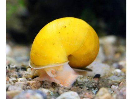 Ampullaria australis - Yellow