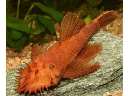 Ancistrus super red - 4+ cm (prísavník červený)