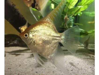 pterophyllym scalare gold