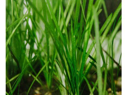 Vallisneria americana var.natans