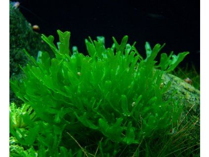 Monosolenium tenerum (5-7g)