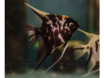 pterophyllym scalare marble