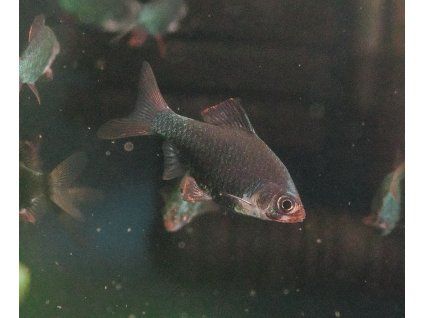 Barbus tetrazona green Mrenka machová