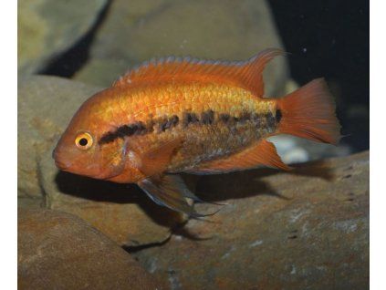 Herotilapia multispinosa orange 4+ cm