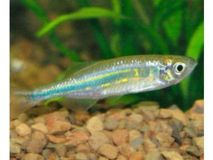 Devario aequipinnatus - Danio malabarské