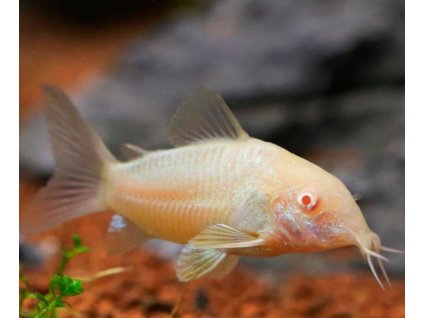 Corydoras aeneus albino