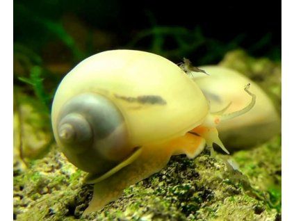Ampullaria australis - white