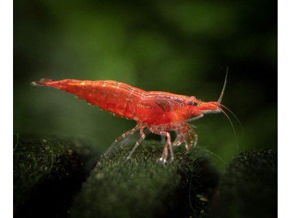 Neocaridina davidi - Red Sakura