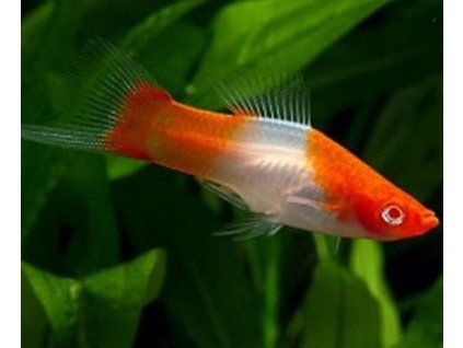 Xiphophorus helleri - kohaku