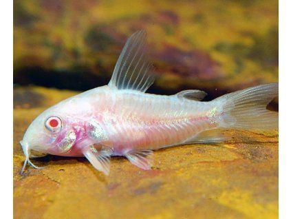 Corydoras paleatus albino