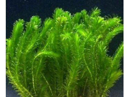 Egeria densa