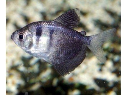Gymnocorymbus ternetzi - tetra čierna
