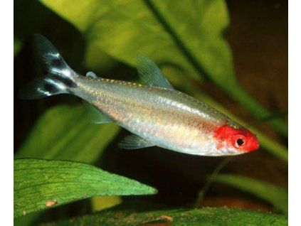 Hemigrammus rhodostomus - tetra červenoústa