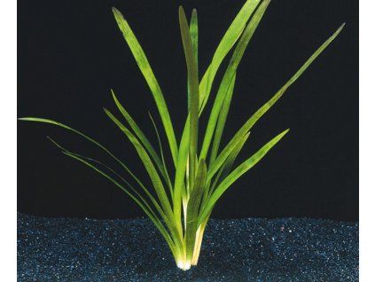 Sagittaria platiphylla