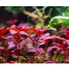 Ludwigia sp. mini super red