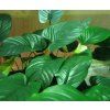 Anubias gigantea XXL