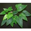 Anubias gigantea XXL