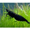 Neocaridina davidi - Black Rose