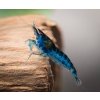Neocaridina davidi - Blue Velvet