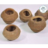 sapucaina pod 2