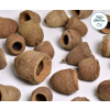 sapucaina pod