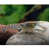 Cambarellus diminutus - mini ráčik