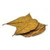 Mandľovník morský - listy 10 ks 15-20cm  (Catappa Indian Almond - leaves)