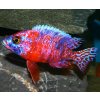 Aulonocara calico 3-4cm