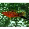 Xiphophorus hellerii Berlín