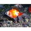 Carassius auratus var. bicaudatus - závojnatka čínska (zlatá rybka)