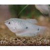 Trichopodus trichopterus sumatranus - Gurama modrá