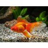 Carassius auratus var. orange - Zavojnatka čínska (zlatá rybka)