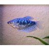 Trichopodus trichopterus sumatranus cosby Gurama modrá var. Cosby