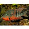 Thorichthys meeki