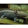 (Mimozenštan v akváriu) axolotl mexický - green (XL)