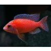 firefish