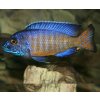 aulonocara stuartgranti