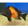 bemba orange