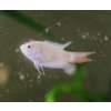 Macropodus opercularis albino - Rajovec albin