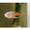 Macropodus opercularis albino - Rajovec albin