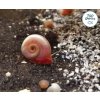 Planorbarius sp. - kotúľka ružová (10ks)