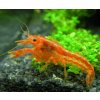 Mini ráčik CPO Cambarellus patzcuarensis orange