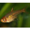 Hyphessobrycon amandae tetra ohnivá