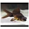 Carassius auratus var. black telescope