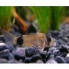Corydoras panda toprybicky