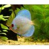discus blue diamond