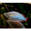 Aterínka diamantová Melanotaenia praecox
