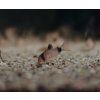 Corydoras panda
